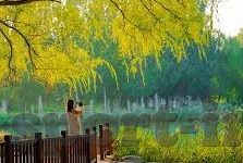 抢庄牛牛炸金花下载-抢庄牛牛炸金花下载，一场数字娱乐的盛宴
